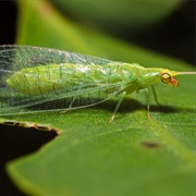 Lacewing