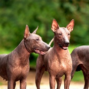 Mexican Hairless