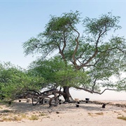 Tree of Life, Bahrain