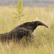 Giant Anteaters of Serra Da Canastra