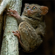 Spectral Tarsier