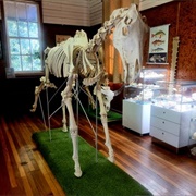 Gympie Bone Museum