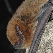 Finlayson's Cave Bat