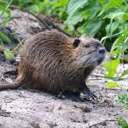 Nutria