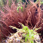 Long Ogo (Gracilaria Parvispora)