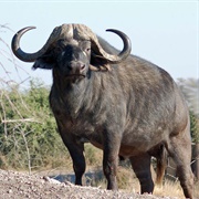 Buffalo