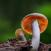 Mushroom