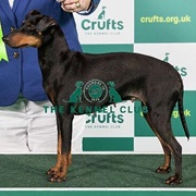 Manchester Terrier