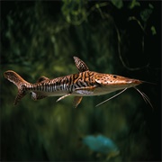 Tiger Catfish