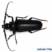 Palo Verde Beetle