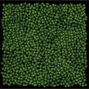 Mong Hang - Mong Hang