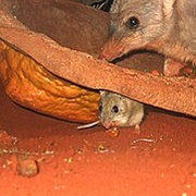 Spinifex Hopping Mouse