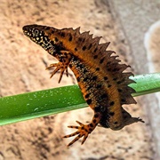 Great Crested Newt