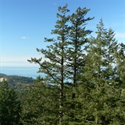 Douglas Fir