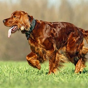 Irish Setter