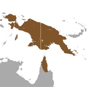 Rufous Spiny Bandicoot