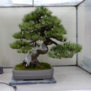 Pacific Bonsai Museum
