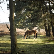 The New Forest, England, UK
