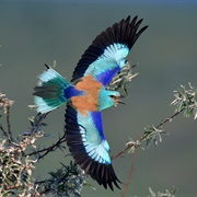 European Roller