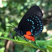 Atala Butterfly