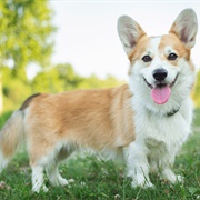 Pembroke Welsh Corgi