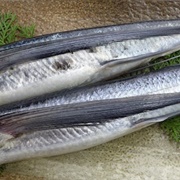Fourwing Flying Fish (Grenada)