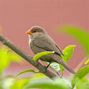 Waxbill
