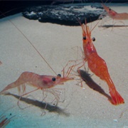 Northern Shrimp