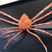 Japanese Giant Spider Crab