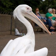 Pelicans of St James's Park
