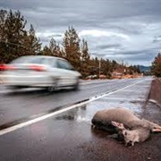 Roadkill