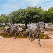 Longhorn Cattle Drive Sculptures, USA