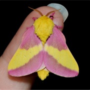 Rosy Maple Moth