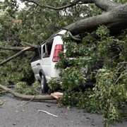 Trapped by a Fallen Tree