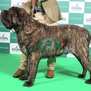 Mastiff
