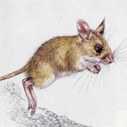 Darling Downs Hopping Mouse