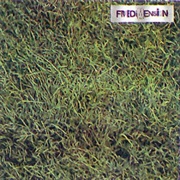 Living Music - To Allen Ginsberg (1972)