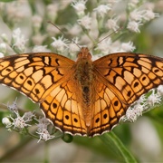 Variegated Fritillary
