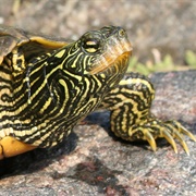 Northern Map Turtles
