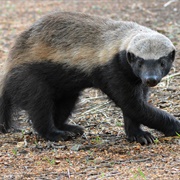 Honey Badger