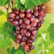 Flame Grapes