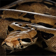 Boa Constrictor
