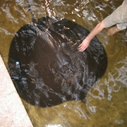 Giant Freshwater Stingray