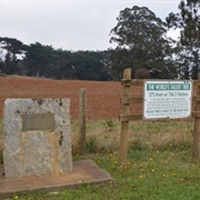 Site of the World's Tallest Tree