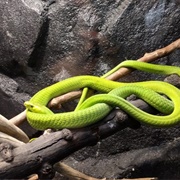 Cape Fear Serpentarium (Permanently Closed)