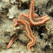 Bristle Worm