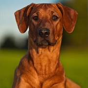Rhodesian Ridgeback