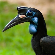 Northern Ground Hornbill