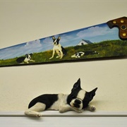 Boston Terrier Museum