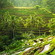 Tegallalang Rice Terraces, Indonesia